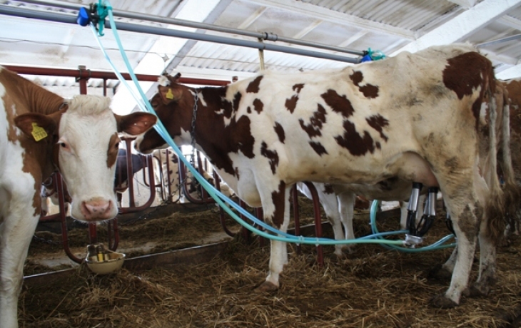 Как запустить корову для повышения продуктивности